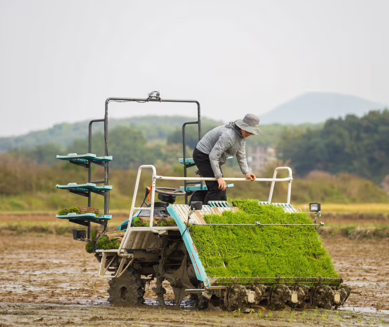 Person operating a rice transplanting machine in a muddy field with hills in the background.
